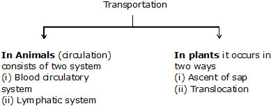 Long cells (AeB), hair cells (C), tracheid and vascular tissues (D