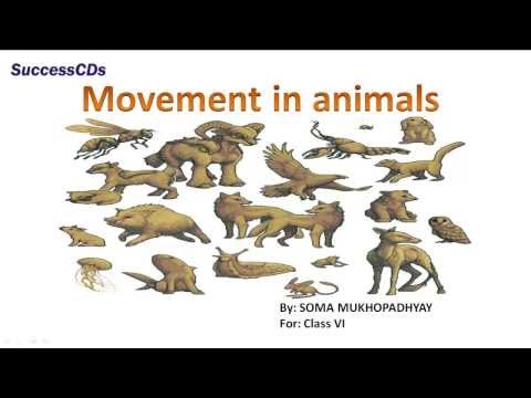 MOVEMENT IN ANIMAL