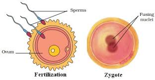 REPRODUCTION IN ANIMALS