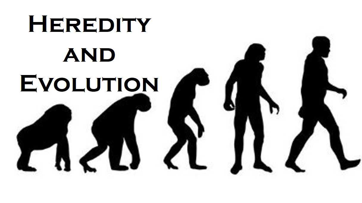 NCERT 10TH CLASS SCIENCE CHAPTER HEREDITY AND EVOLUTION