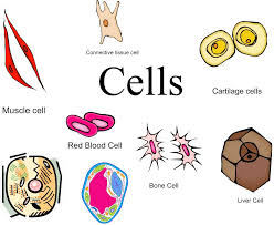NCERT 9TH CLASS SCIENCE CHAPTER THE FUNDAMENTAL UNIT CELL