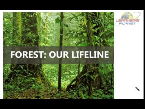 FOREST:OUR LIFELINE