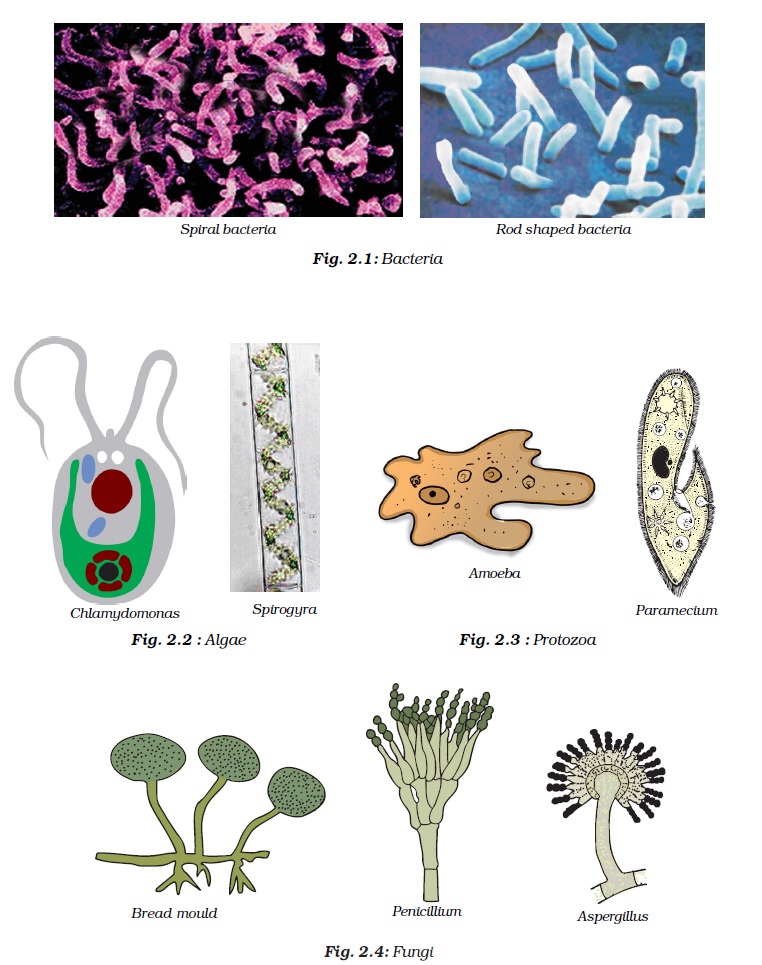 MICROORGANISM IN FOOD