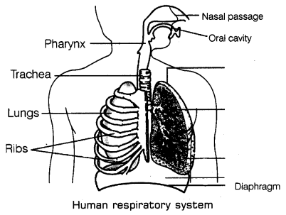 RESPIRATION