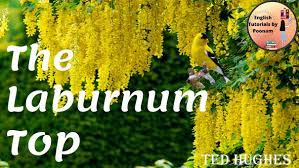 CLASS 11TH COMMERCE ENGLISH LITERATURE POETRY  THE LABURNUM TOP