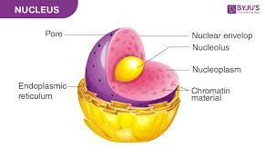 H C VERMA PHYSICS BOOK SOLUTIONS THE NUCLEUS PART- 1