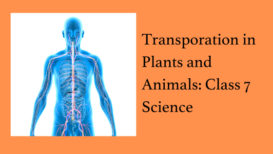 TRANSPORTATION & EXCRETION