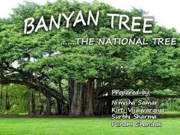 NCERT 6TH CLASS ENGLISH SUMMARY PROSE THE BANYAN TREE