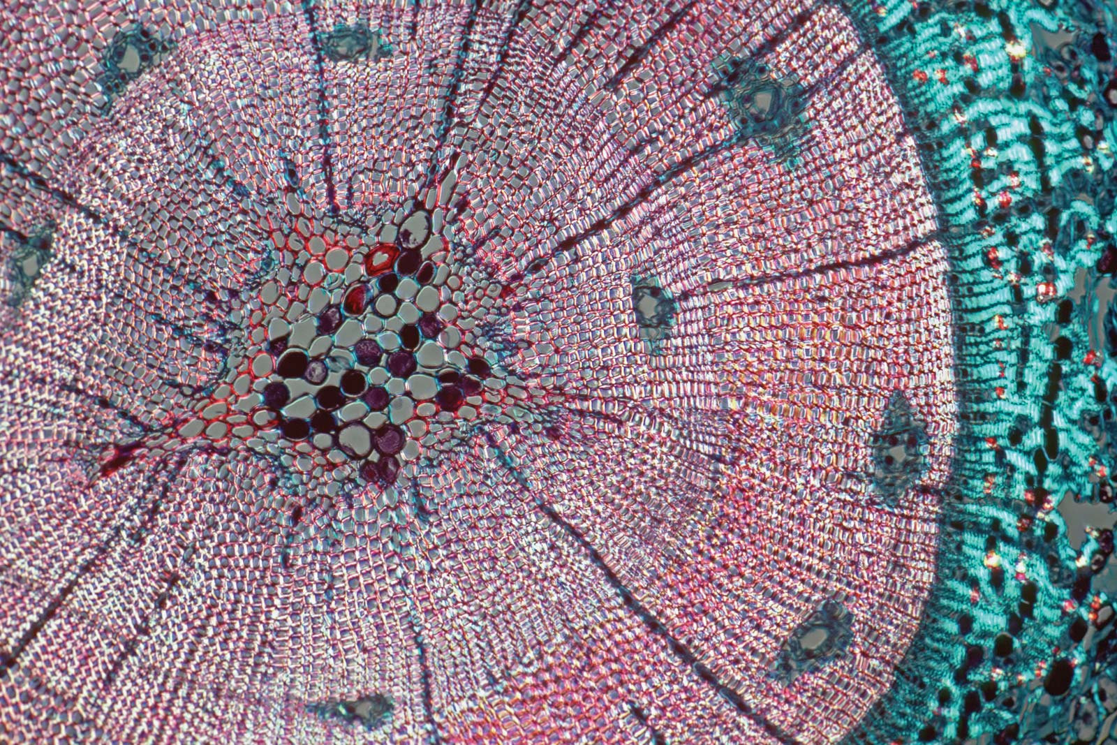 NCERT 9TH CLASS SCIENCE CHAPTER TISSUE